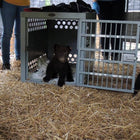 Zinger Professional Dog Crate with Front Entry