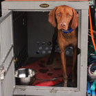 Zinger Deluxe Dog Crate with Front Entry for hunting dog