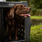Dakota 283 CRaTE – “Canine Rough and Tough Economy” Kennel Intermediate