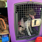 Dakota 283 G3 Medium Framed Kennel