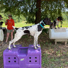 Dakota 283 G3 Medium Framed Kennel
