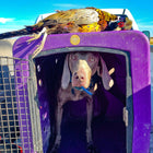 Dakota 283 G3 Medium Framed Kennel
