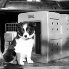 Dakota 283 G3 Small Framed Kennel