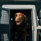 Dakota 283 Hero Kennel
