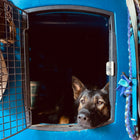 Dakota 283 G3 X-Large Framed Kennel