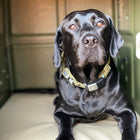 Dakota 283 G3 X-Large Framed Kennel