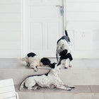 Security Boss MaxSeal Custom Made for Walls Pet Door and three dogs playing