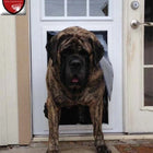 Large dog standing in Security Boss MaxSeal Custom Made for Doors Pet Door
