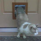 Security Boss MaxSeal Door Mount Pet Door an a dog