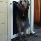 Security Boss MaxSeal Door Mount Pet Door and a dog