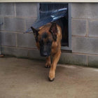 Security Boss MaxSeal Wall Mount Pet Door and a dog