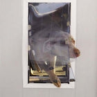 Security Boss MaxSeal Wall Mount Pet Door and a dog