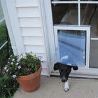 Security Boss MaxSeal In-Glass Pet Door and a dog