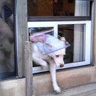 Security Boss SB Standard Sash Lockable Window Insert Pet Door and a dog