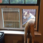 Security Boss SB Standard Sash Lockable Window Insert Pet Door and a dog